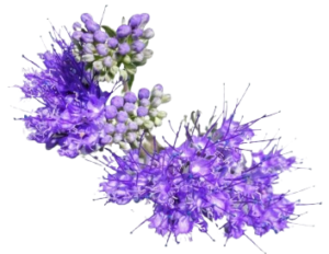 Leaf of nature from mountains