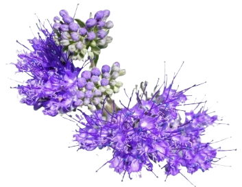 Leaf of nature from mountains